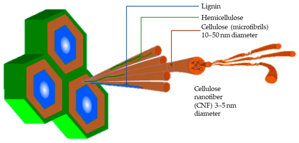 Diagram showing the hierarchical structure of cellulose fibres in lignocellulosic cell walls.
